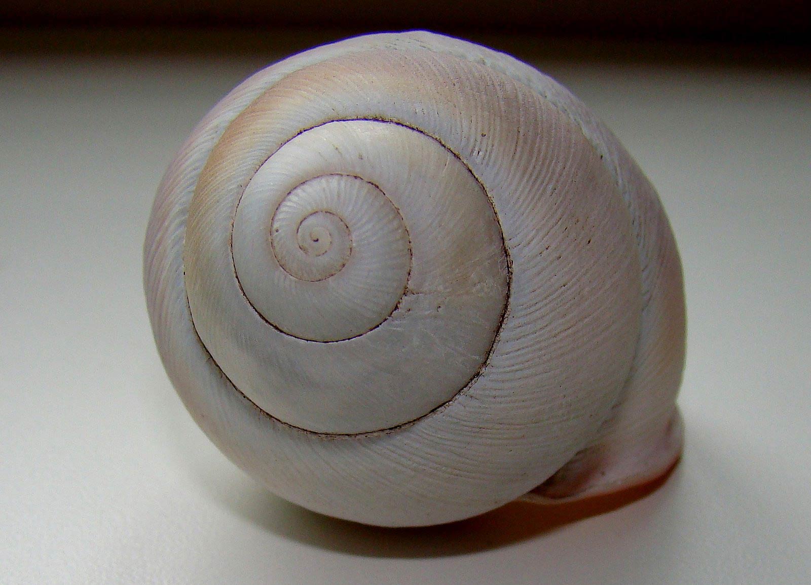             Megalobulimus oblongus.  (Photo: © Paula, Picasa)   