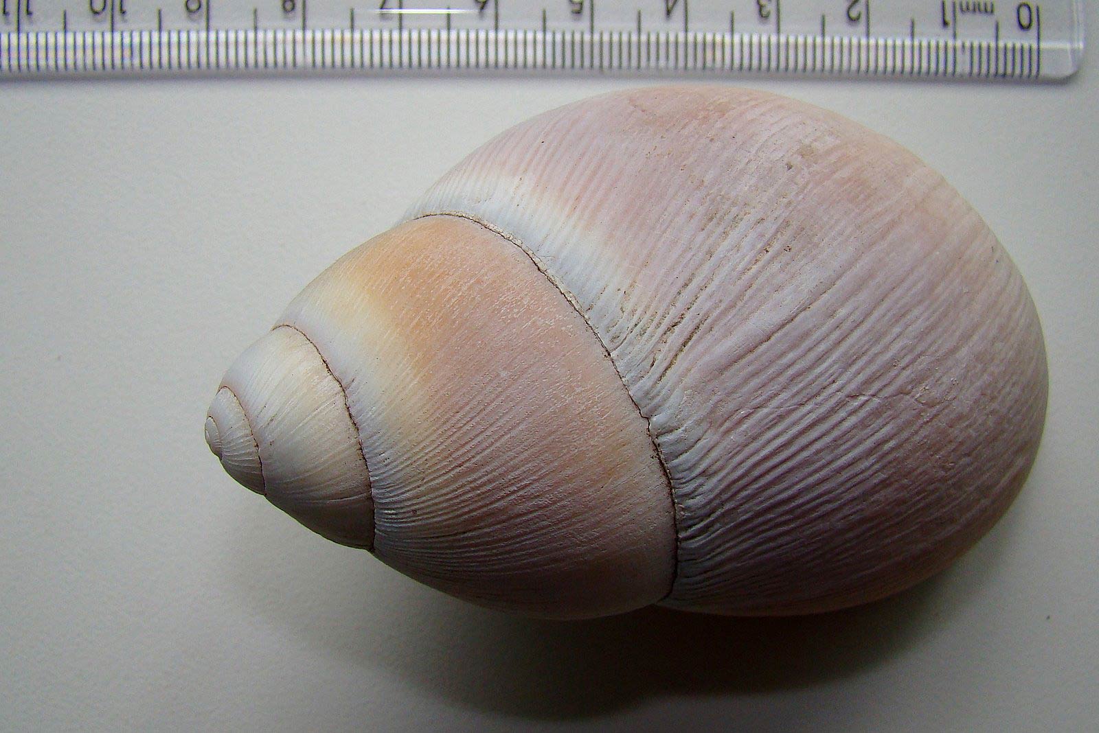             Megalobulimus oblongus.  (Photo: © Paula, Picasa)   