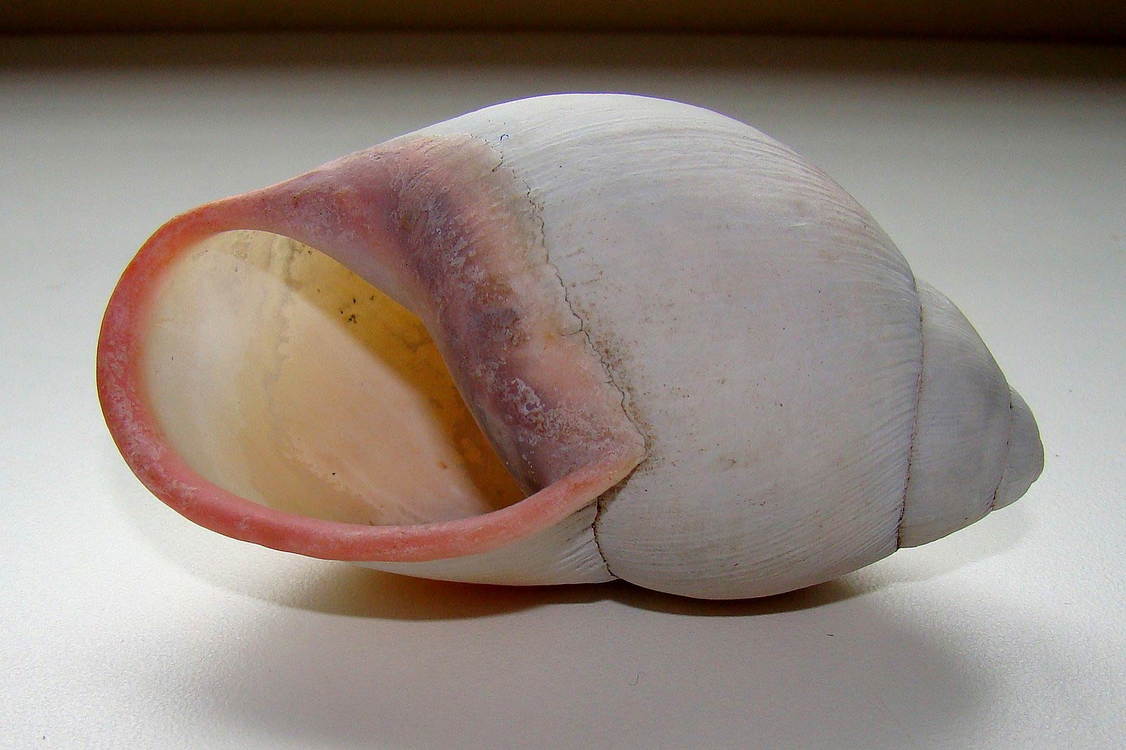             Megalobulimus oblongus.  (Photo: © Paula, Picasa)   