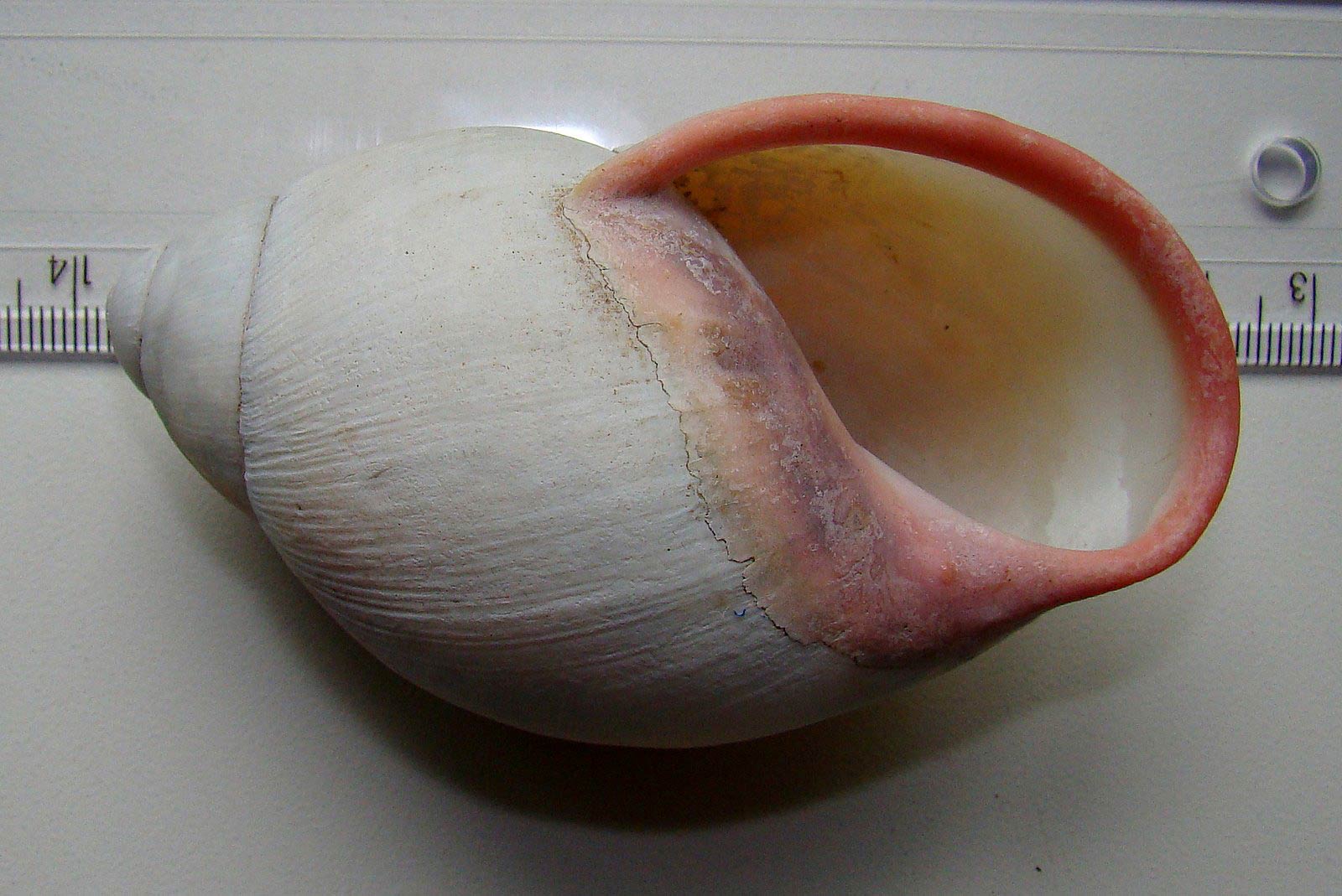             Megalobulimus oblongus.  (Photo: © Paula, Picasa)   