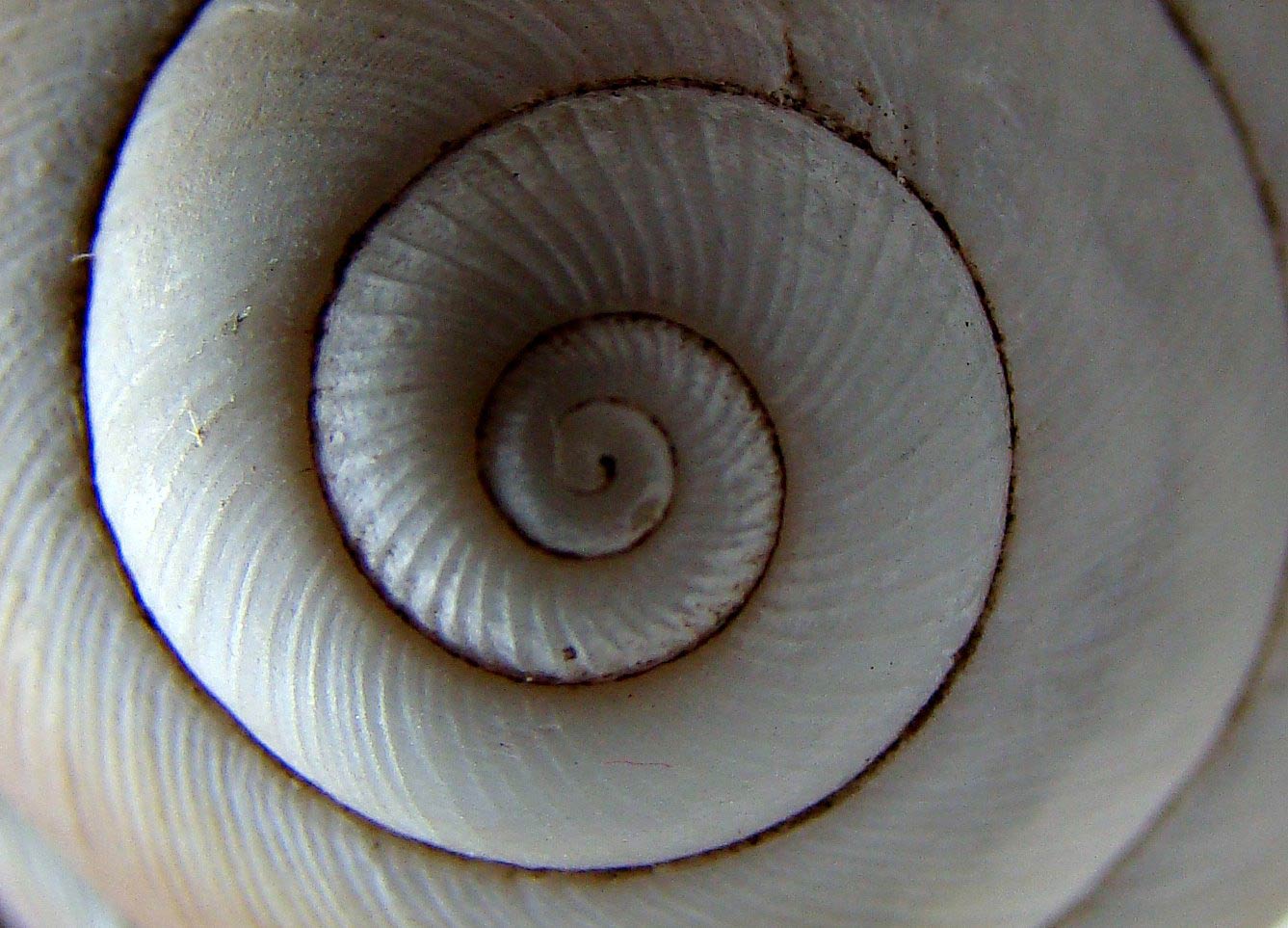             Megalobulimus oblongus.  (Photo: © Paula, Picasa)   