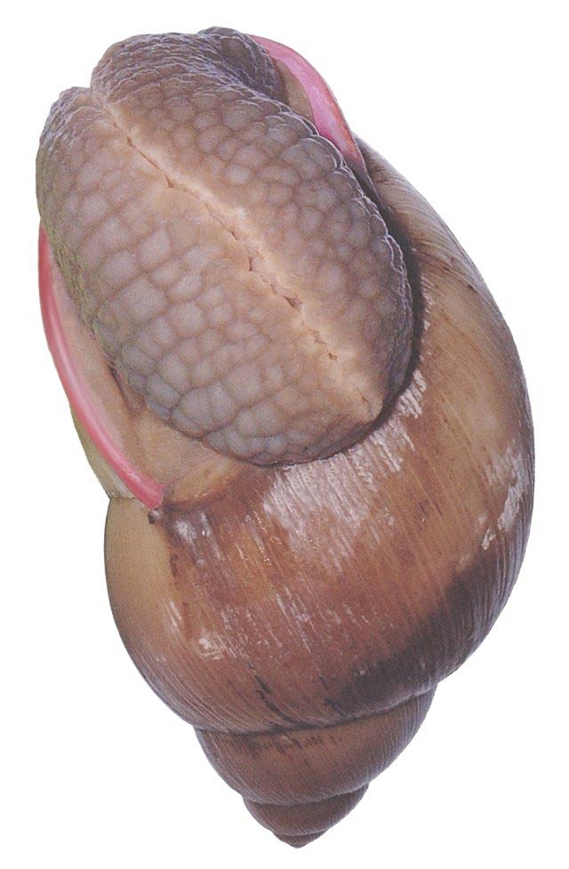             Megalobulimus oblongus:  note the soft gelatinous texture of the   snail's folded body .  (Photo: ©  www.PetSnails.co.uk )   