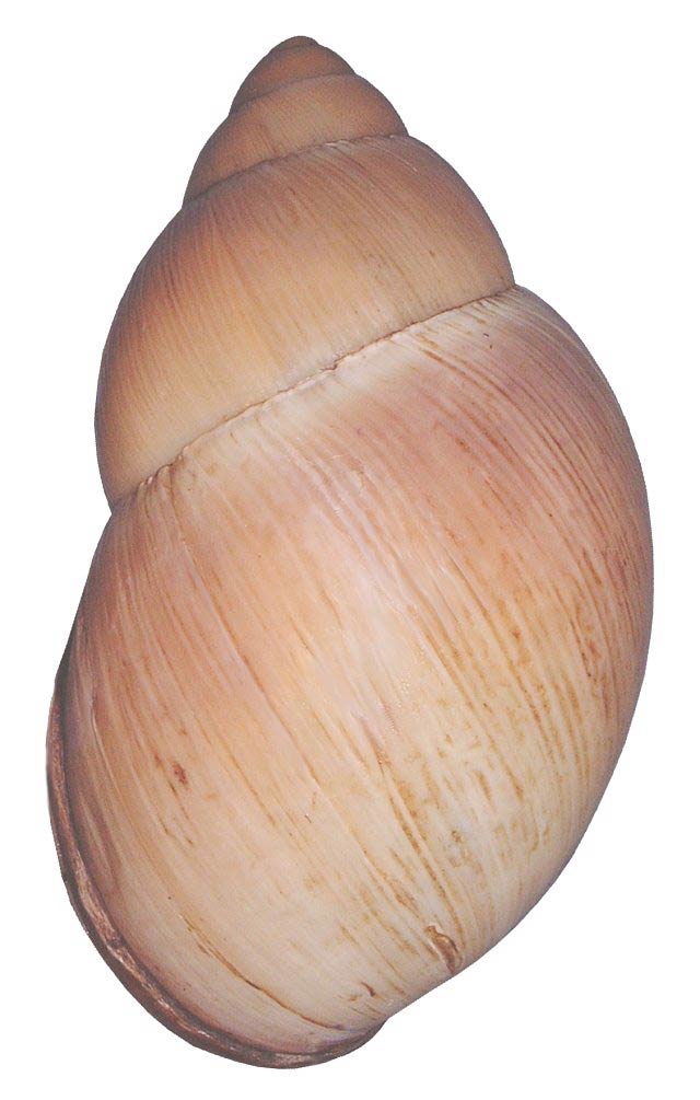             Megalobulimus oblongus  .  (Photo: ©  www.PetSnails.co.uk )   