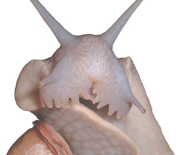             Megalobulimus oblongus  .  (Photo: ©  www.PetSnails.co.uk )   