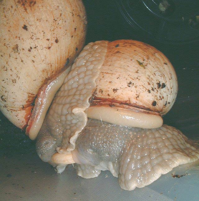             Megalobulimus oblongus  .  (Photo: ©  www.PetSnails.co.uk )   