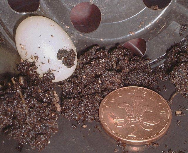             Megalobulimus oblongus:  eggs ~ 30 mm .  (Photo: ©  www.PetSnails.co.uk )   