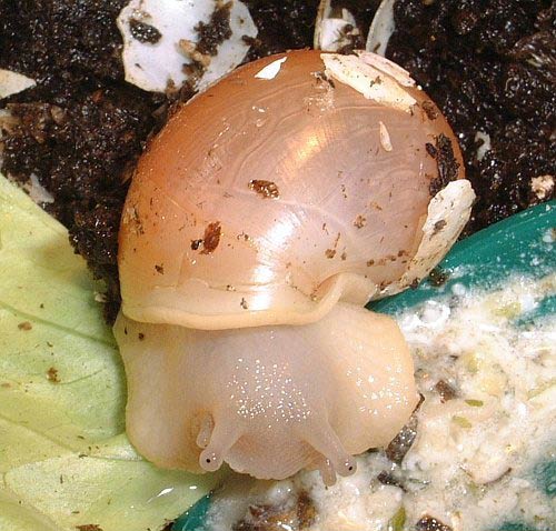             Megalobulimus oblongus:  juvenile .  (Photo: ©  www.PetSnails.co.uk )   