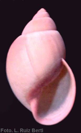             Megalobulimus oblongus  .  (Photo: © L. Ruiz Berti,   Wikipedia)   