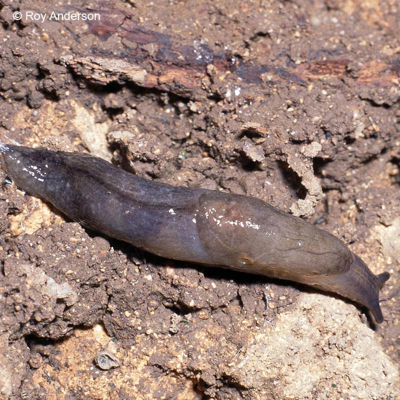             Milax gagates.  (Photo: © Dr. Roy Anderson,   MolluscIreland)   