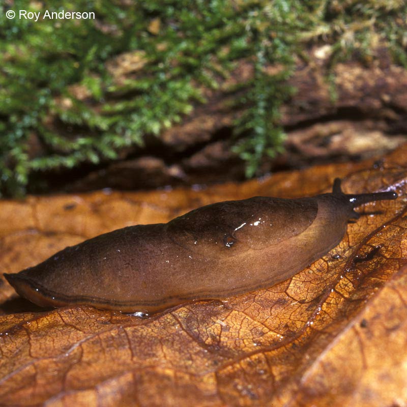             Milax gagates.  (Photo: © Dr. Roy Anderson,   MolluscIreland)   