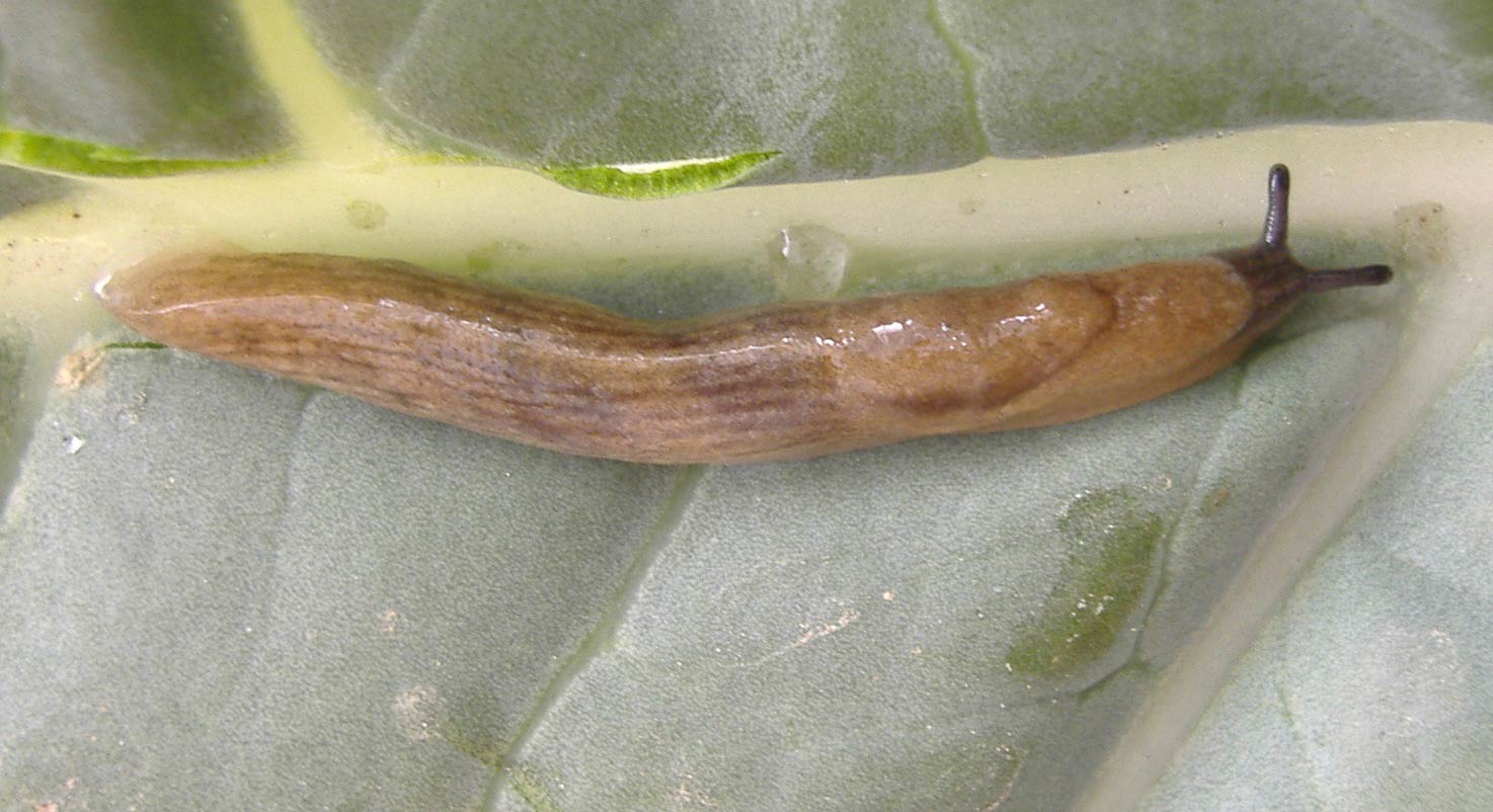             Milax gagates . (Photo:© R.J. McDonnell, University of   California, Riverside)   