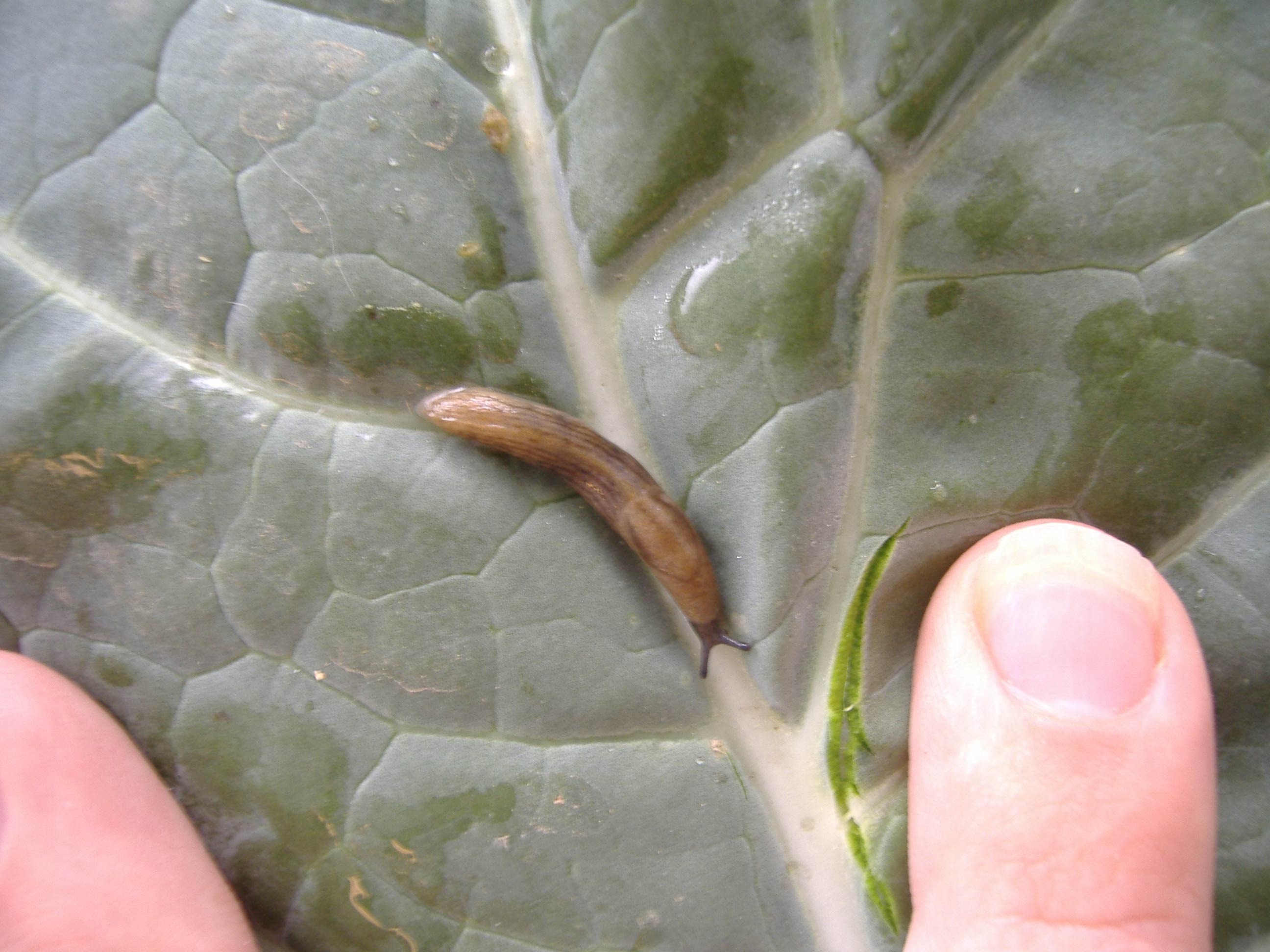             Milax gagates . (Photo:© R.J. McDonnell, University of   California, Riverside)   