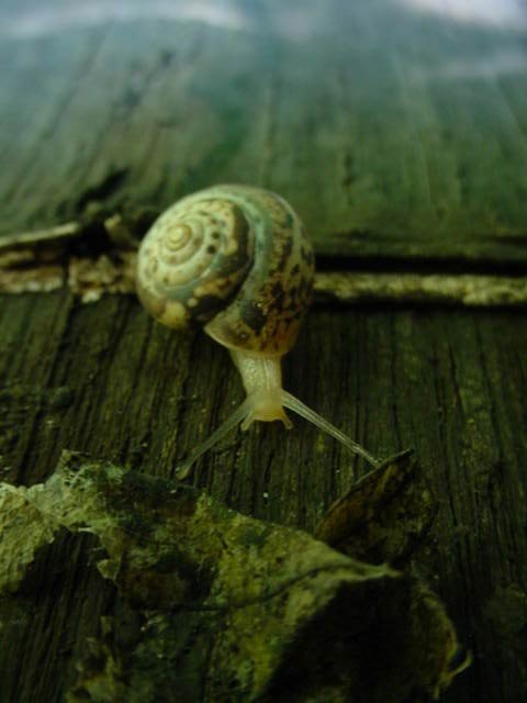             Monacha cartusiana:  juvenile .  (Photo: © B. Sullivan,   USDA-APHIS)   