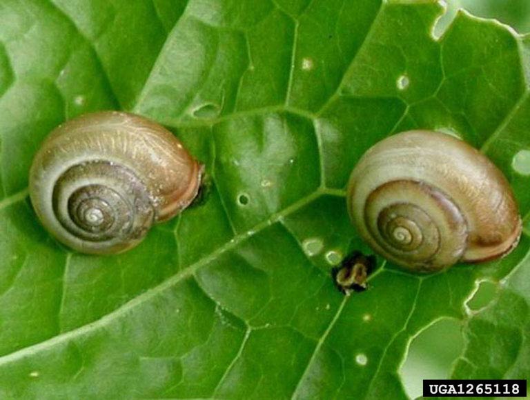             Monacha cartusiana.  (Photo: © L.Kolouch,  www.biolib.cz )    