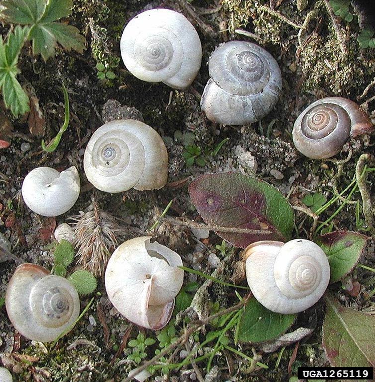             Monacha cartusiana.  (Photo: © L.Kolouch,  www.biolib.cz )    