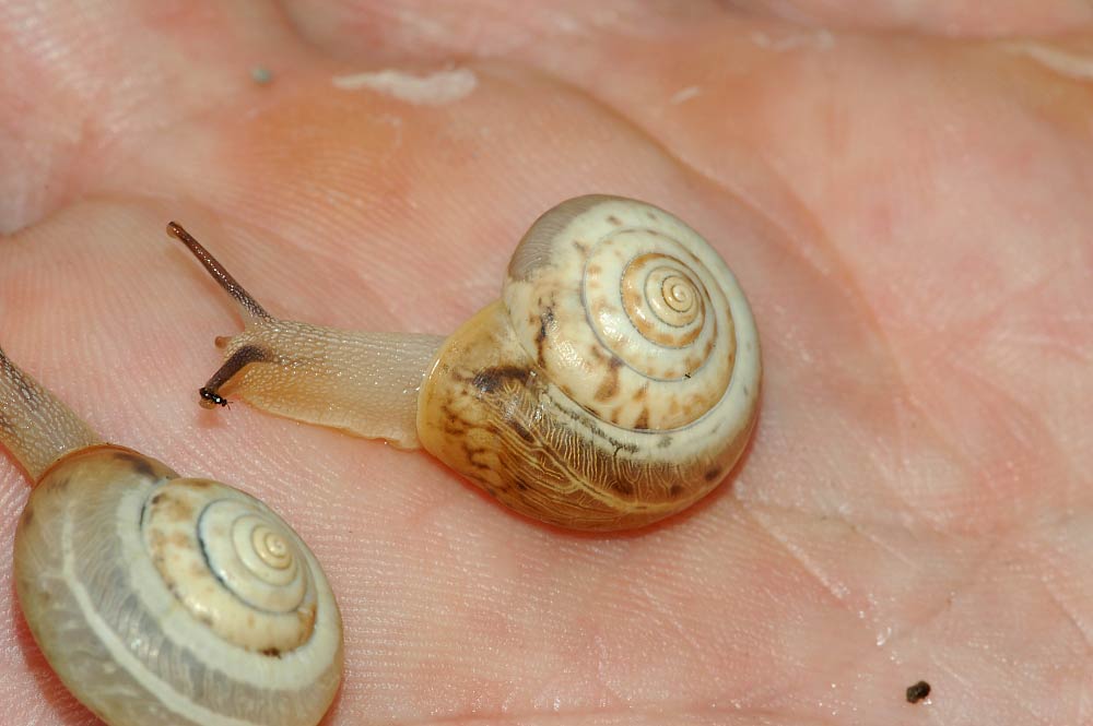             Monacha cartusiana:  juveniles .  (Photo: © F. Geller-Grimm,   Wikipedia)    
