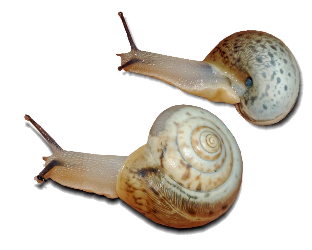             Monacha cartusiana:  juveniles .  (Photo: © F. Geller-Grimm,   Wikipedia)    