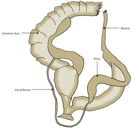             Oxychilus cellarius:  genitalia. (Photo: © J. White-McLean,   U.F.)   