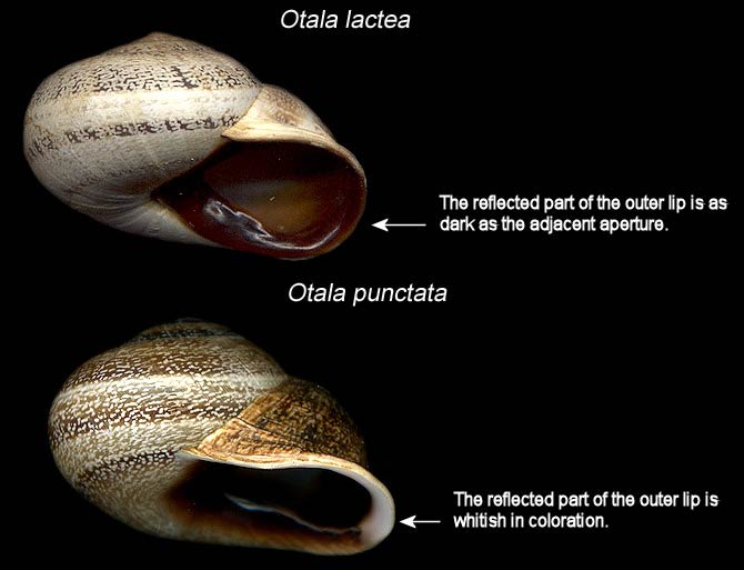             Otala lactea  and  Otala punctata:  comparison. (Photo: © B.   Frank, Jacksonville)   