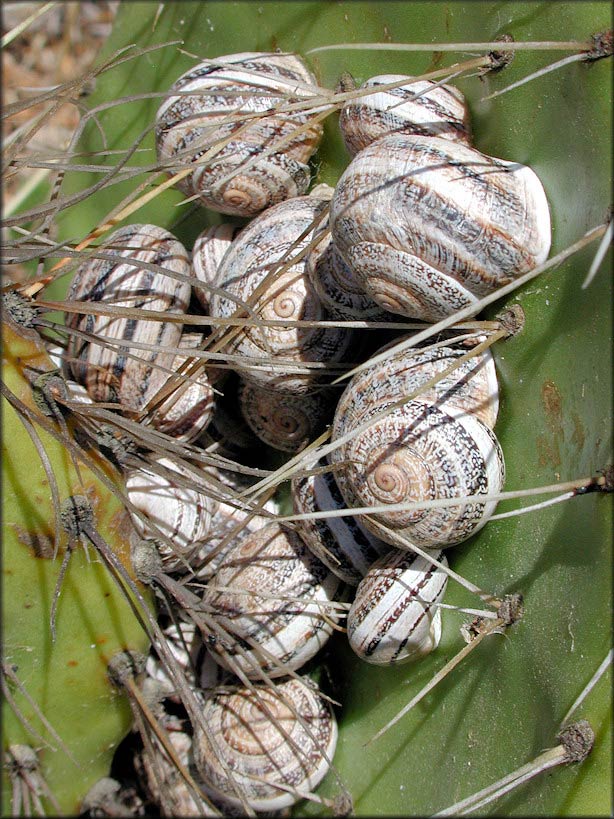             Otala lactea . (Photo: © D. Robinson,   USDA-APHIS-PPQ)   