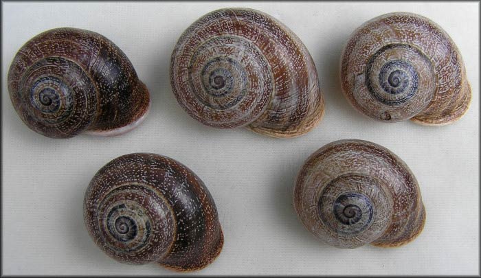             Otala punctata . (Photo: © B. Frank, Jacksonville)   