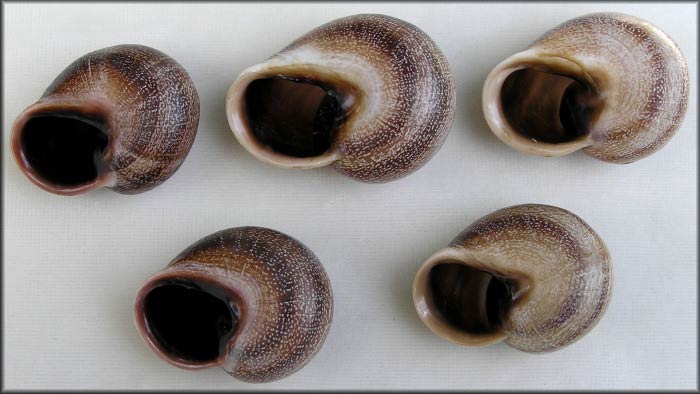             Otala punctata . (Photo: © B. Frank, Jacksonville)   