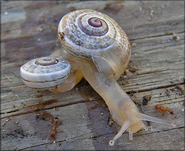             Otala punctata:  juvenile. (Photo: © B. Frank,   Jacksonville)   