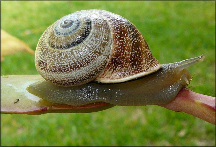             Otala punctata . (Photo: © B. Frank, Jacksonville)   