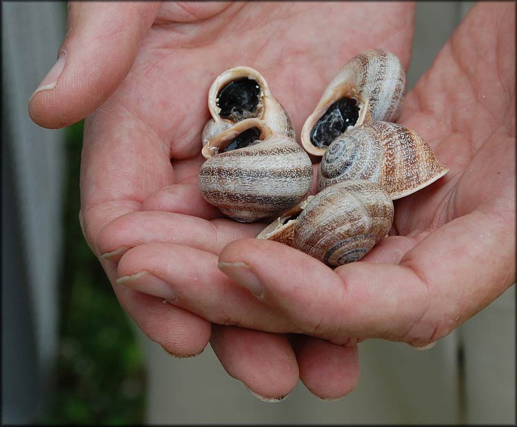             Otala punctata . (Photo: © B. Frank, Jacksonville)   