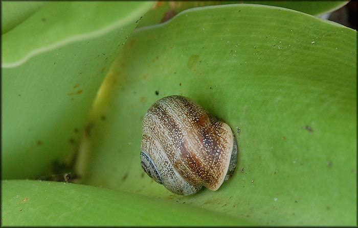             Otala punctata . (Photo: © B. Frank, Jacksonville)   