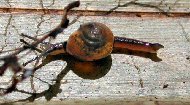             Ovachlamys fulgens:  note horn-like structure on the tip of the tail.   (Photo: © D. Robinson, USDA-APHIS-PPQ)   