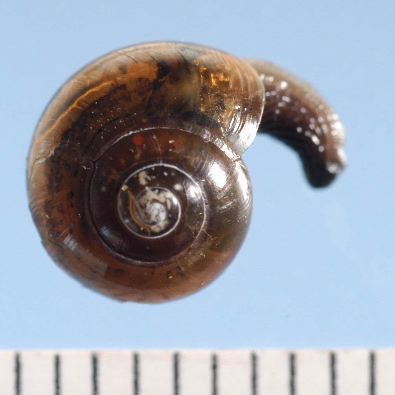             Ovachlamys fulgens . (Photo: © J. Lotz, FL DACS)   