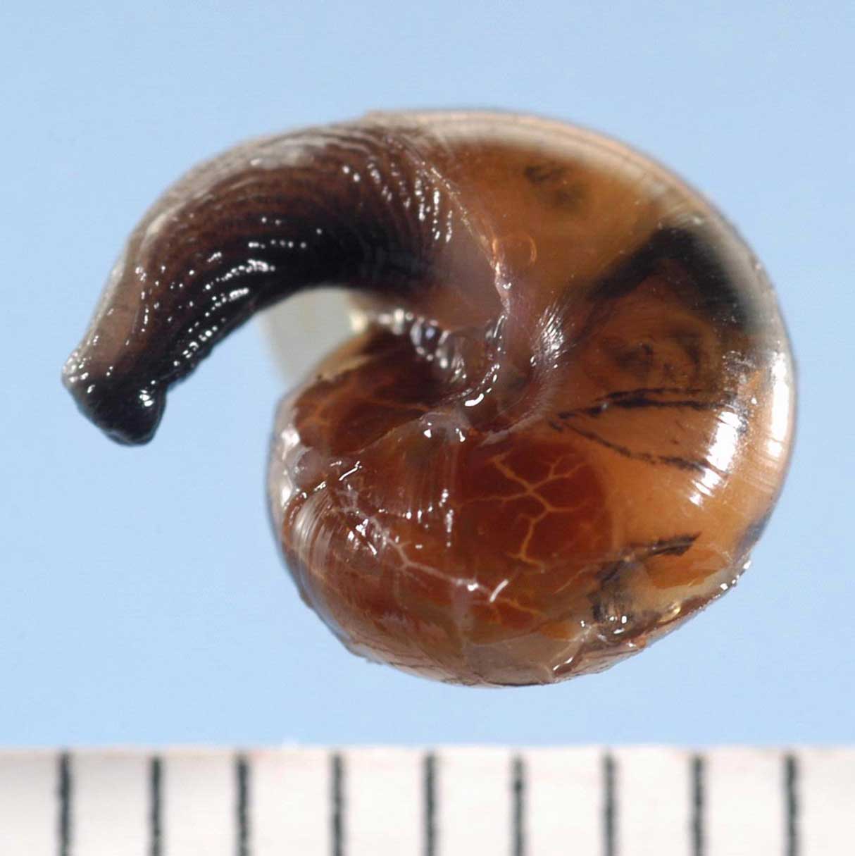             Ovachlamys fulgens . (Photo: © J. Lotz, FL DACS)   