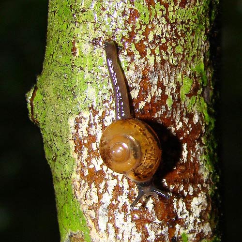             Ovachlamys fulgens . (Photo: © Robert Pilla, Flickr.com)      