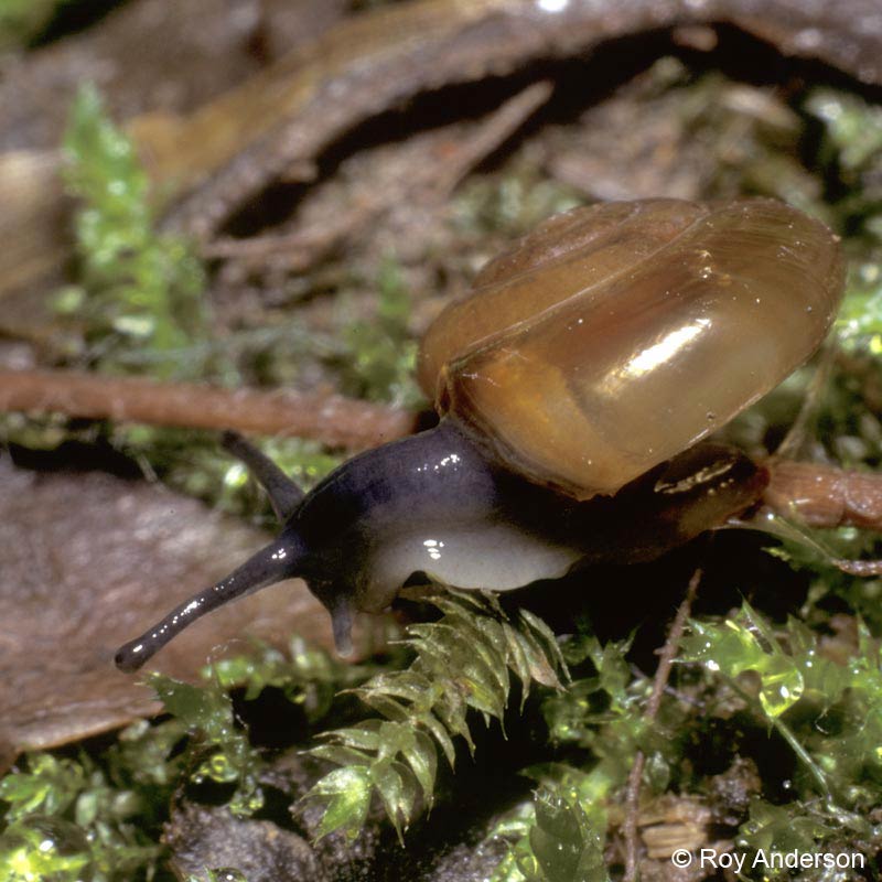             Oxychilus alliarius.  (Photo: © Dr. Roy Anderson,   MolluscIreland)   
