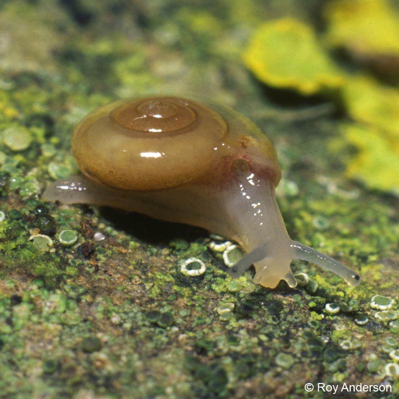             Oxychilus alliarius.  (Photo: © Dr. Roy Anderson,   MolluscIreland)   