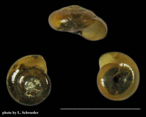            Oxychilus alliarius.  (Photo: © Linda Schroeder, Pacific Northwest   Shell Club)   