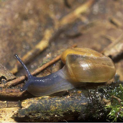             Oxychilus cellarius.  (Photo: © Dr. Roy Anderson,   MolluscIreland)   