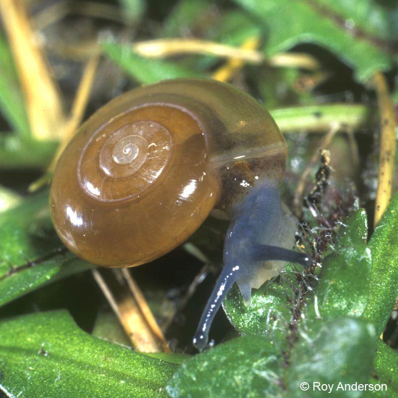             Oxychilus cellarius.  (Photo: © Dr. Roy Anderson,   MolluscIreland)   