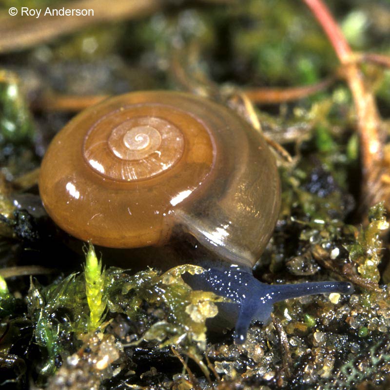             Oxychilus cellarius.  (Photo: © Dr. Roy Anderson,   MolluscIreland)   