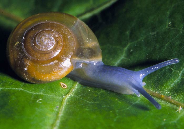             Oxychilus draparnaudi.  (Photo: © K. Ovaska,   CalPhotos)   