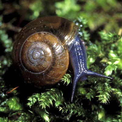             Oxychilus draparnaudi.  (Photo: © Dr. Roy Anderson,   MolluscIreland)   