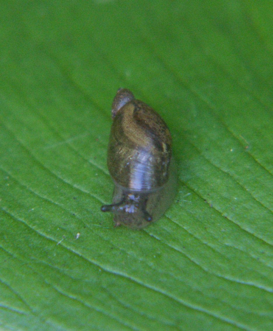             Oxyloma elegans.  (Photo: ©   www.wildaboutbritain.co.uk)   