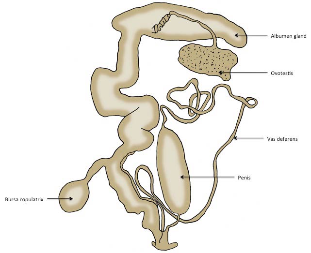             Prophysaon andersonii:  genitalia. (Photo: © J. White,   U.F.)   