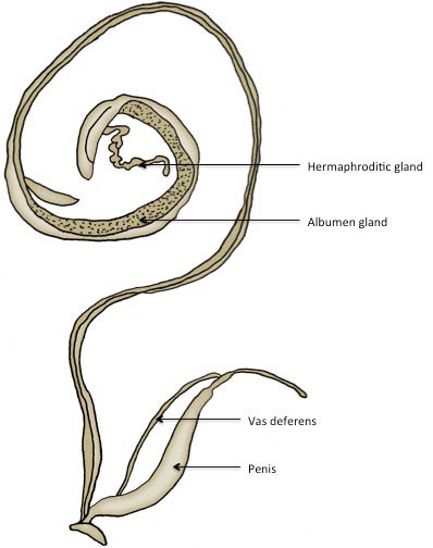             Polygyra cereolus:  genitalia. (Photo: © J. White-McLean,   U.F.)   