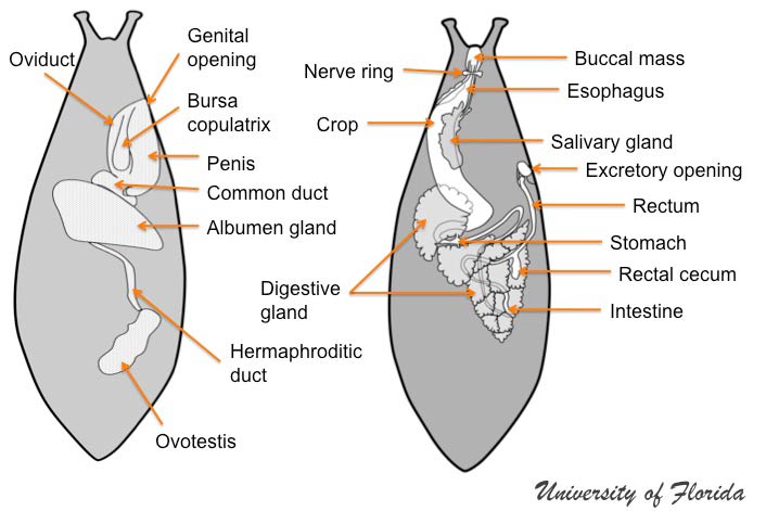 slug dissection step 1: Note general location of internal organs (dorsal view) (fig. 1)