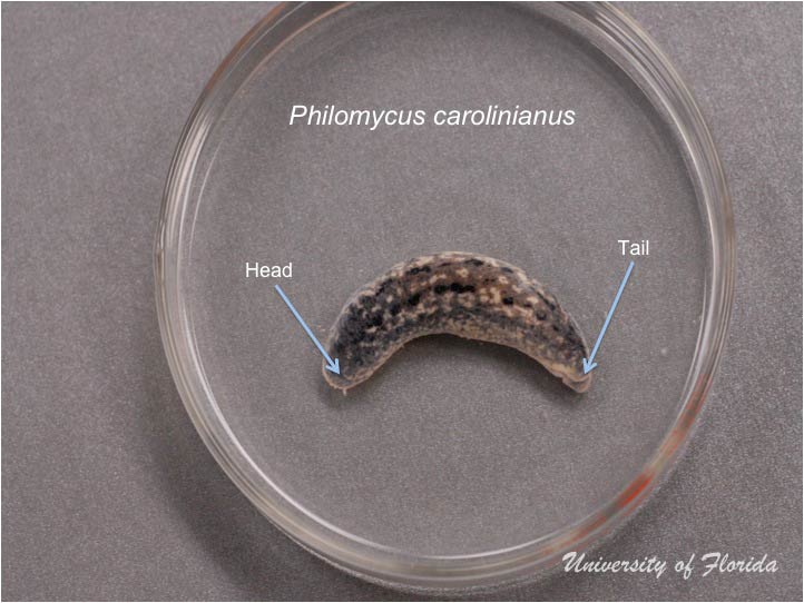 slug dissection step 2 Orient the specimen  (fig. 2)