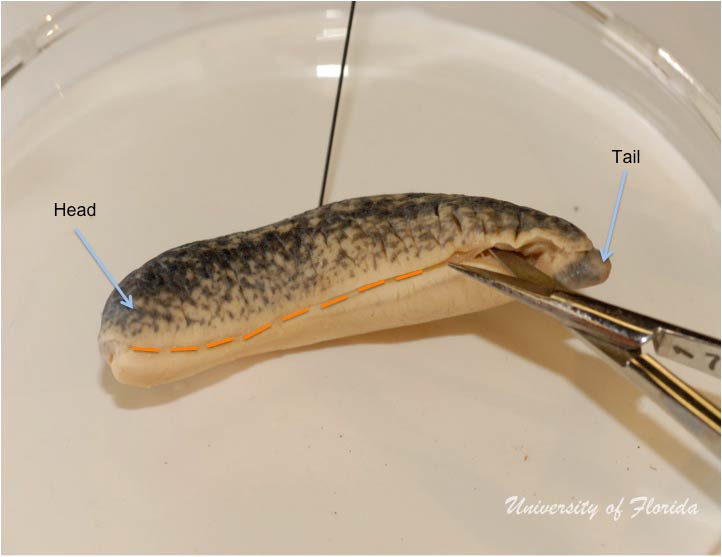 slug dissection step 2 Remove the foot of the animal by cutting along the sole(fig. 3)