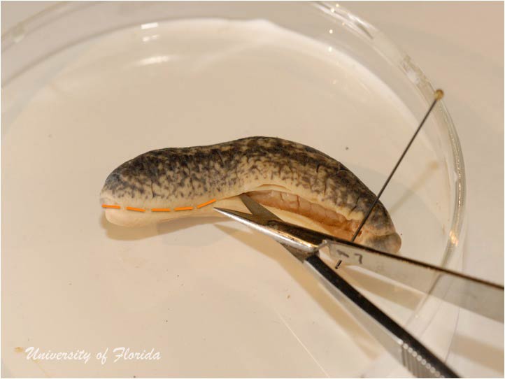 slug dissection step 2 Remove the foot of the animal by cutting along the sole (fig. 4)