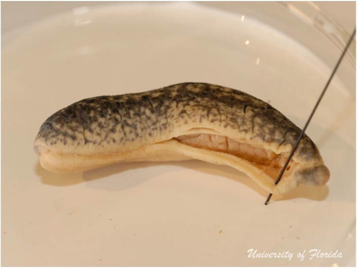 slug dissection step 2 Remove the foot of the animal by cutting along the sole (fig. 5)
